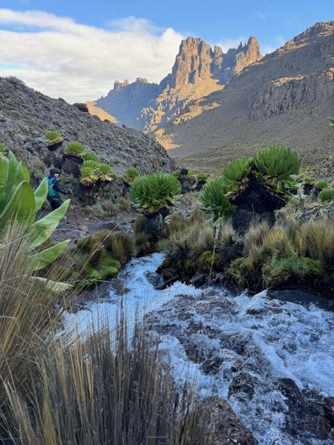 Kenya safari savanna